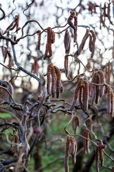 5 EUROPEAN HAZELNUT TREE aka Common Filbert Corylus Avellana Fruit Nut Seeds